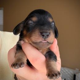 Boy 1 - Black and tan male Dachshund puppy in Southwest Ranches, Florida from Breezy Florida Dachshunds