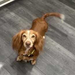 Benson - Dachshund