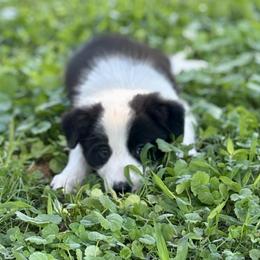 Indy - Black and white male Border Collie puppy in Petersburg, Virginia from Kyoate Dreams