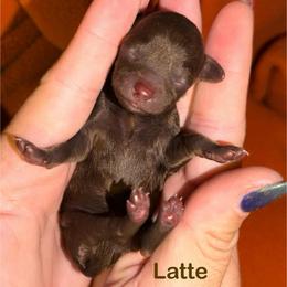 Latte - Brown female Poodle puppy in Ardmore, Oklahoma from The Poodles of Green Acres