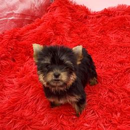 Brandy - Black and tan female Yorkshire Terrier puppy in Sandy Hook, Kentucky from The Royal Yorkie Den LLC