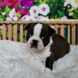 Boston Terrier Puppies from Piper Hill Bostons