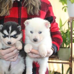 Pomsky Puppies from Mischa Nelson