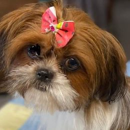 Shih Tzus from Golden Shoez Kennel