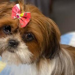 Shih Tzus from Golden Shoez Kennel