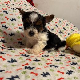 Bobbi (1600.00) AVAILABLE - Parti male Yorkshire Terrier puppy in Brandenburg, Kentucky from Lil Amazing Paws Yorkshire Terriers