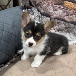 Girl 1 - Black and tan female Pembroke Welsh Corgi puppy in Visalia, California from VIP Stables