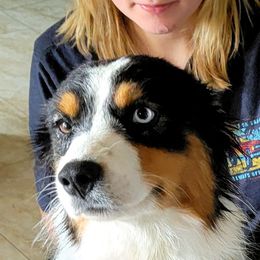 Lady - Australian Shepherd