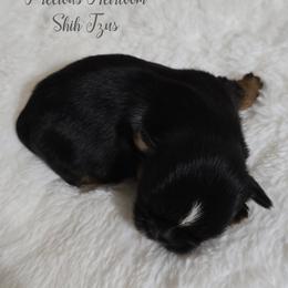 Boy 3 - Black and tan male Shih Tzu puppy in Enid, Oklahoma from Precious Heirloom Shih Tzus