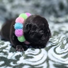 Pink Collar - Brindle female French Bulldog puppy in Polk City, Florida from Best Friend Frenchies, LLC