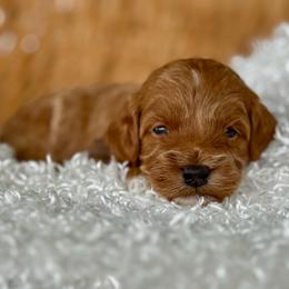 Brown - Red  male Goldendoodle puppy in Hesperia, Michigan from Red Acres Poodles & Doodles