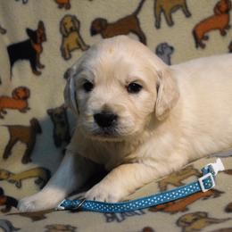 Golden Retriever and Jack Russell Terrier Puppies from VS Golden Fields