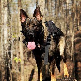 German Shepherds from Honey Bee Kennels