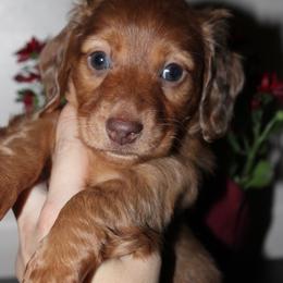 Langley - Dapple female Dachshund puppy in Stockton, California from Wiggles & Wags Dachshund's