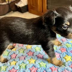 Prague Ratter Puppies from North Star Gem’s Prague Ratters
