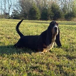 Mallory - Basset Hound