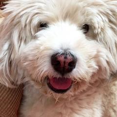 Bologneses from Space City Bolognese