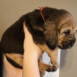 Red Collar Boy - Black and tan male Bloodhound puppy in Franklin, Indiana from K Creek Farms