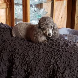 Bella - Poodle