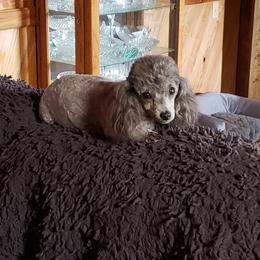 Bella - Poodle