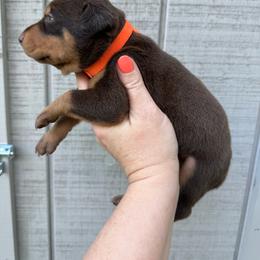 Hershey - Red and rust male Doberman Pinscher puppy in Ludowici, Georgia from Royal Destiny Kennels