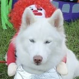 Siberian Huskies from Winter Siberian Huskies