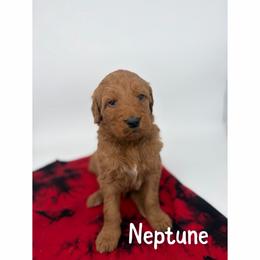 Neptune - Red  male Goldendoodle puppy in Smithfield, Kentucky from KBK9 Kennels