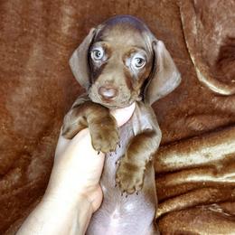 JAVA - Chocolate male Dachshund puppy in Swink, Oklahoma from Palali Farm