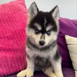 Boo Boo - Gray and white male Pomsky puppy in La Verne, California from Red Cedar Pomskies
