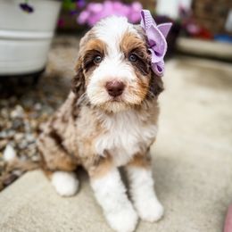 Dina - Merle female Bernedoodle puppy in Marion, Ohio from Doodles & Doxies