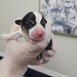 Smore - White and black male Pembroke Welsh Corgi puppy in Tomball, Texas from Larsen Loved Corgis