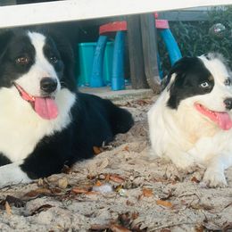 Sirius - Miniature Australian Shepherd