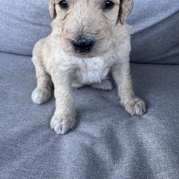 Goldendoodle Puppies from H&H Goldendoodles of Braselton