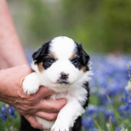 Raspberry pie - Black tri female Miniature American Shepherd puppy in Groesbeck, Texas from Epic Miniature American Shepherds