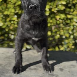 Female 2 - Black brindle female Cane Corso puppy in California from Donato Kennels