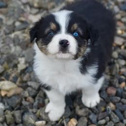 Presley - Black tri-color male Australian Shepherd puppy in Prineville, Oregon from KC’s Aussies