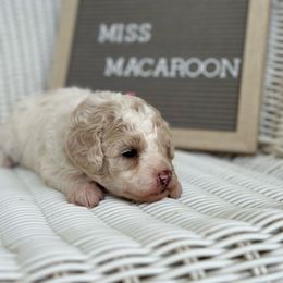 Macaroon - Parti female Poodle puppy in Dayton, Texas from Wolfe Island Poodles