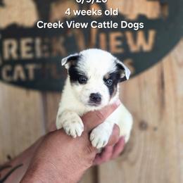 Boy 4 - Blue mottled male Australian Cattle Dog puppy in Monroe, North Carolina from Creek View Cattle Dogs