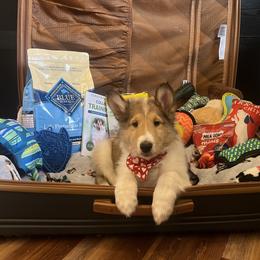 Will - Sable and white male Collie puppy in Chilhowie, Virginia from Jolly Collies