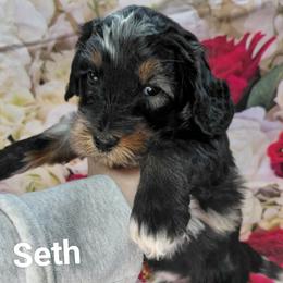 Seth - Merle male Goldendoodle puppy in Eau Claire, Wisconsin from Fisher River Doodle's