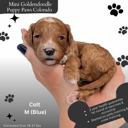 Colt - Apricot male Goldendoodle puppy in Fort Lupton, Colorado from Puppy Paws Colorado