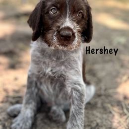 Wirehaired Pointing Griffon Puppies from Fear the Beard Griffons