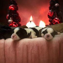 Shihpoo and Shih Tzu Puppies from Lilli’s Shih tzus and Shih poos