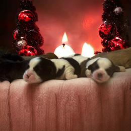 Shihpoo and Shih Tzu Puppies from Lilli’s Shih tzus and Shih poos