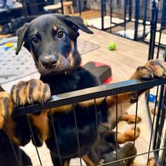Grey Collar - A Litter - with Cropped Ears - Black and tan female Beauceron puppy in Sterling, Illinois from Beaucerons of Tempete De Hope