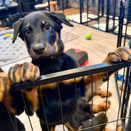Grey Collar - A Litter - with Cropped Ears - Black and tan female Beauceron puppy in Sterling, Illinois from Beaucerons of Tempete De Hope