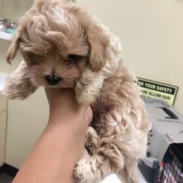 Maltese, Maltipoo, and Poodle Puppies from Healing Pawz LLC