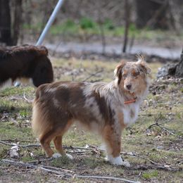 Khaki - Miniature Australian Shepherd