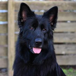 Talia - German Shepherd