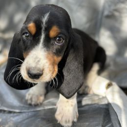 Orange collar Female - Black brown and white female Basset Hound puppy in Lindley, New York from Hill Top Basset Hounds & Cane Corso